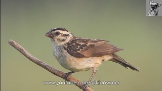 Closeup Female PINTAILED WHYDAH [upl. by Noleta]