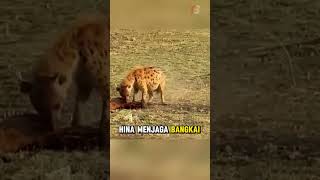 Strategi Cerdas Macan Tutul Menghadapi Hyena shorts [upl. by Neal]