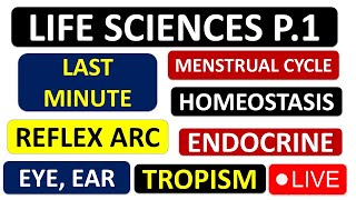 LIFE SCIENCES P1 GRADE 12 2024 ENDOCRINE MENSTRUAL CYCLE EYE EAR ENDOCRINE THUNDEREDUC [upl. by Nivrek361]