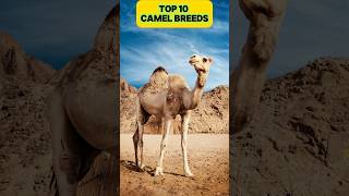 Top 10 Camel Breeds You Need to Know 🐪🌍 Camel Breeds animals Animal Facts [upl. by Amahs906]