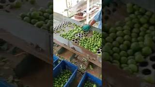 Máquina de separar 5 tamanho de fruta que inteligente [upl. by Laaspere]