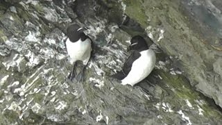 Razorbill Colony in Cornwall  Razorbills [upl. by Esorylime495]