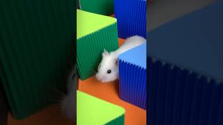 Hamster Escape Amazing Maze Level 7319 shortsviral hamsters [upl. by Niwre]