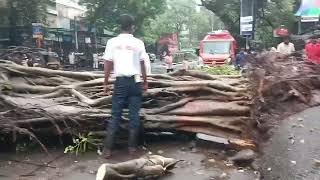 Ghatkopar East Mumbai road number 77 Vidya vihar guys kisi bhi jhad ke niche Na kabhi Khade mat 😭 [upl. by Medea]