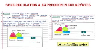 Gene regulation in eukaryotes  Activator I Enhancer  Repressor Silencer Coactivator Corepressor [upl. by Oehsen]