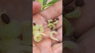 amazingfacts farming gardening botanyplantsplant biology flora amazing plants [upl. by Dorree]