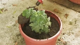 How to Grow Tomatoes with Container Gardening [upl. by Esil374]