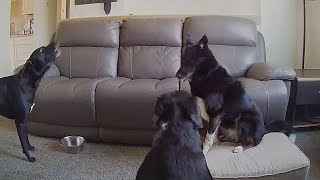 Mischievous Dogs Left Home Alone Caught On Camera Cheeky Pawsome Pets [upl. by Hut316]