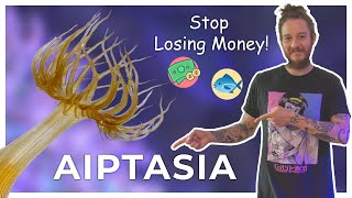 Protect Your Reef Tank Beware of Aiptasia  Get Rid of It Now [upl. by Dnalyr]