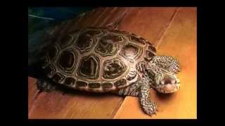 New Breeding Diamondback Terrapin Pair [upl. by Litnahc439]