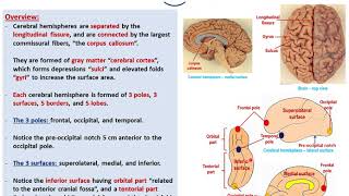 Sulciampgyri of the cerebral hemispheresDrAhmed Farid [upl. by Aneetsirhc750]