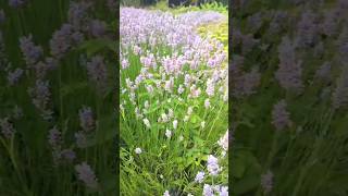 Stunning Lavender Garden Tour  Peaceful Scenery amp Relaxing Vibes 🌸💜 RainbowTV [upl. by Rialb293]