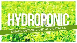 Hydroponic Fodder Disadvantages And Advantages [upl. by Eibrad938]