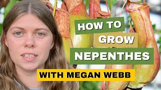 How To Grow amp Care For Nepenthes Tropical Pitcher Plant [upl. by Ahsilahk]