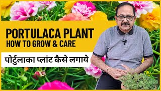 Moss Rose Plant Care I How to grow Portulaca Plant from cutting I पोर्टुलाका प्लांट कैसे लगाये [upl. by Portie738]