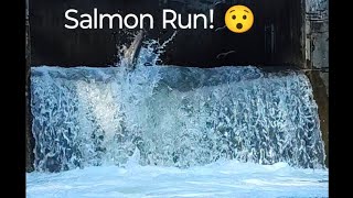 Salmon Run at Bowmanville nature salmonrun fishing livestream [upl. by Naol]