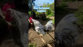 Exchequer Leghorn Hahn Farbschlag „Blau Gescheckt“ hühner chickens farm raisingchickens hahn [upl. by Notlil929]