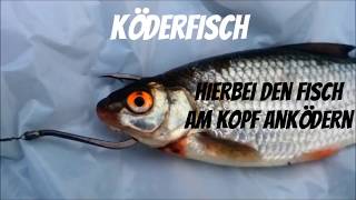 Angelköder für Einsteiger Welcher Köder für welchen Fisch [upl. by Ennirok163]