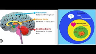 The true purpose of the Reptilian brain in human beings [upl. by Socram]