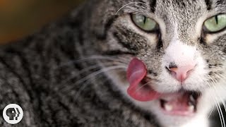 Why Does Your Cats Tongue Feel Like Sandpaper  Deep Look [upl. by Joanna]