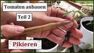 Tomaten anbauen Teil 2 Pikieren amp Umtopfen 🌱 Tipps und Tricks für gesunde Jungpflanzen [upl. by Hanschen310]