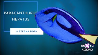 Paracanthurus hepatus O famoso peixe Dory [upl. by Ulla]