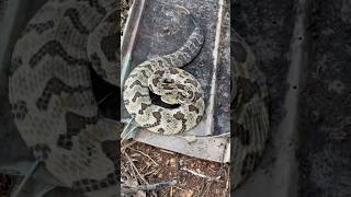 Finding a HUGE RATTLESNAKE under metal timber canebrake rattlesnake herping flipclip snakes [upl. by Tlevesoor]