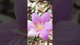 ¿Conoces la brujita La flor que ama la lluvia 🌸🌧️ lirio amaryllis flores [upl. by Auberon]