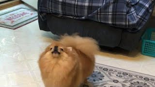 Tiny pomeranian dog barking Cute Pom [upl. by Nnayelhsa]