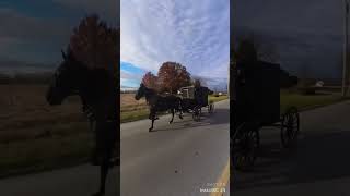 Lancaster Pennsylvania Mennonites on the way to church in buggies and on bicycles [upl. by Ettezzil]