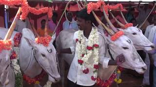 Hallikar cows procession at tornahalli cattle fair [upl. by Eneryt740]