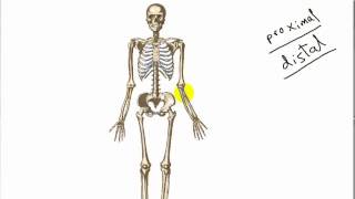 general anatomy 7 blood supply of bone by drSameh Ghazy [upl. by Niwrad574]