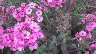 How to extend the bloom season for your Volcano phlox [upl. by Hanni]