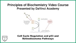 Cell Cycle Regulation and p53 and Retinoblastoma Pathways Molecular Biology 8 of 11 [upl. by Willetta]