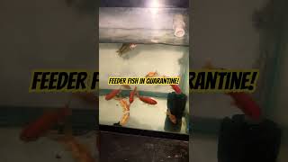 Feeder fish in quarantine chengsaqua [upl. by Head]