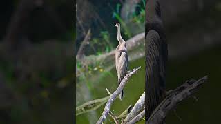 Snake bird birds wildlife anhinga [upl. by Ydniahs]