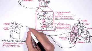 Control Of Respiration regulation of breathing [upl. by Fidele]