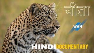 Cheetahs Family  चीतों का परिवार  Wildlife Documentary In Hindi  WAN  Animla Video New [upl. by Pirnot35]