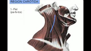 REGION CAROTÍDEA [upl. by Rap677]