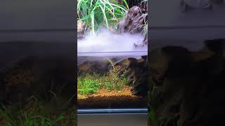 Planted aquarium with mist maker [upl. by Ahsema]