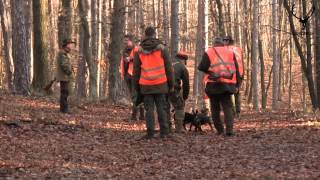 spoločná poľovačka na diviaky PZ Obyce  Machulince  common wild boar hunt [upl. by Anrahc]