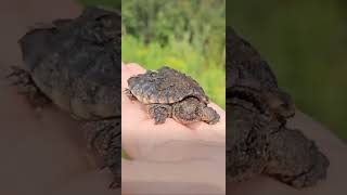 😍 catchandrelease snappingturtle turtle turtles wildlife canada canadalife animals [upl. by Lenoyl]