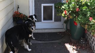 A Pet Door Custom Installed in a Screen Door [upl. by Ailene90]