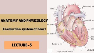 LECTURE6  Conduction system of heart in hindi  Anatomy and physiology [upl. by Ynohtnakram]