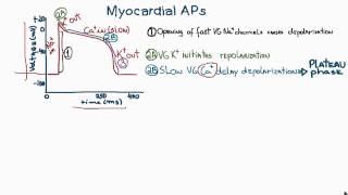 Action Potentials in Cardiac Myocytes or cardiac potential [upl. by Anahsahs]