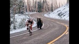 Bear chases a cyclist [upl. by Blanding]