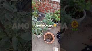 Adding natural compost to tomata plantsgardenplants compost plants gardening tomato [upl. by Ornstead]