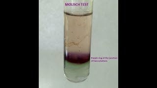 Molisch Testa group test for Carbohydrates [upl. by Olimreh817]