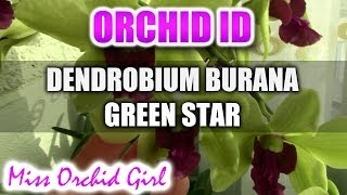 Dendrobium Burana Greenstar Orchid  Fragrant and easy to care for [upl. by Em]