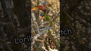 Lorikeets Plan Secret Cockatoo Ambush Birds parrot Tricks sounds [upl. by Halian]